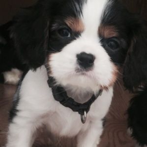 Meet your Posher, Dannette